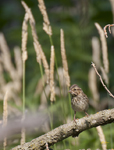 Lincolns Sparrow 9445